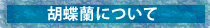 �Ӓ����̂��낢��