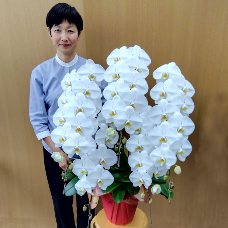 胡蝶蘭白5本立ち