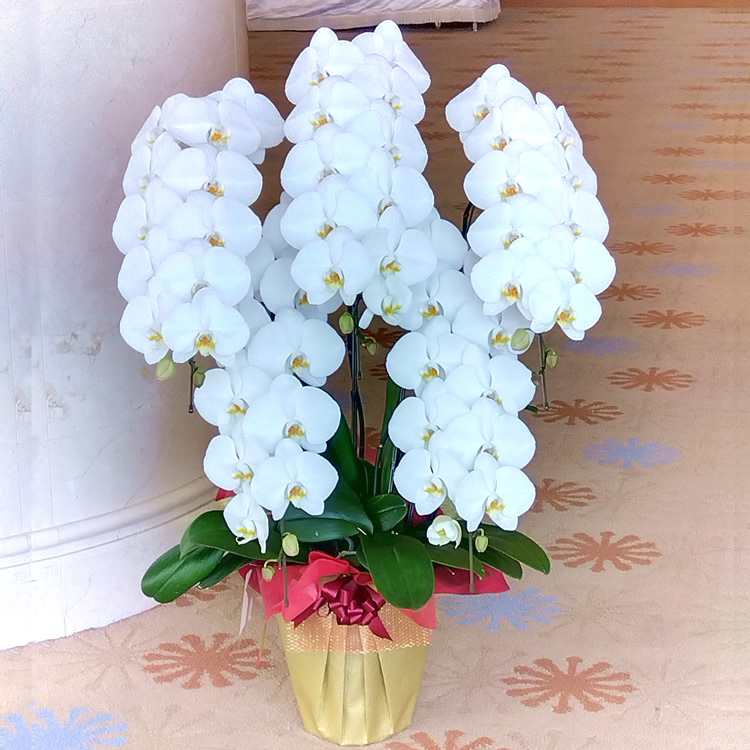 胡蝶蘭