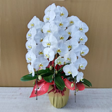 �Ӓ����R�{����XL