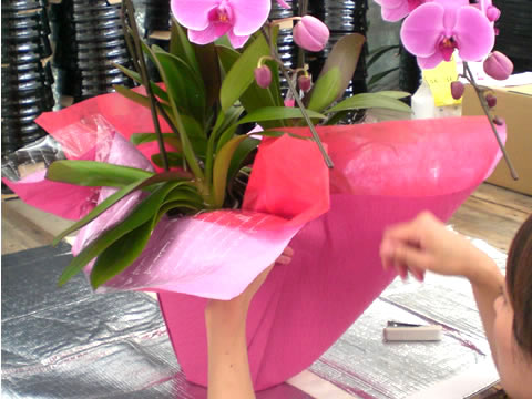 �Ӓ������b�s���O�H��