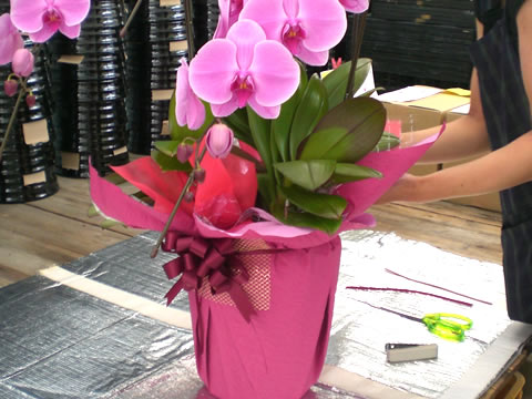 �Ӓ������b�s���O�H��
