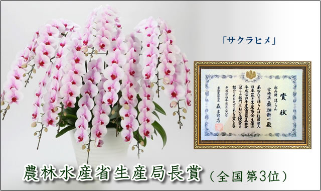 �g��ʐ^�@���܎�܁@�Ӓ����T�N���q���@�d���Ă̗l�q�̃y�[�W��