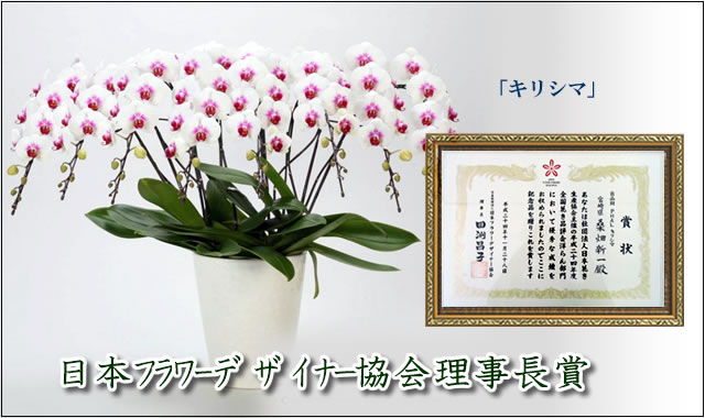 �g��ʐ^�@���܎�܁@�Ӓ����T�N���q���@�d���Ă̗l�q�̃y�[�W��
