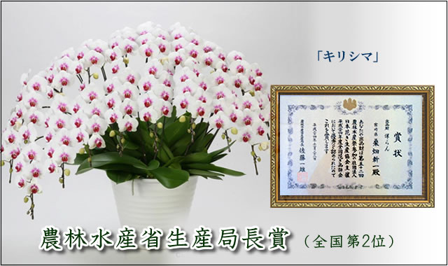 �g��ʐ^�@���܎�܁@�Ӓ����T�N���q���@�d���Ă̗l�q�̃y�[�W��
