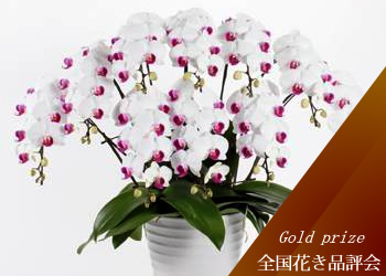 �Ӓ����@���g�����b�v