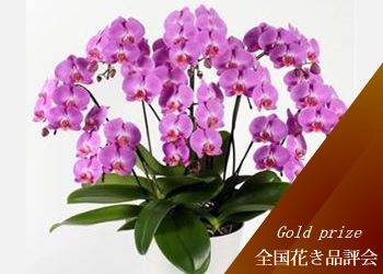 �Ӓ����@�J�m��