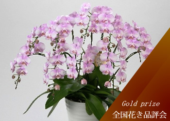 �Ӓ����@�t�F�A���[�e�C��
