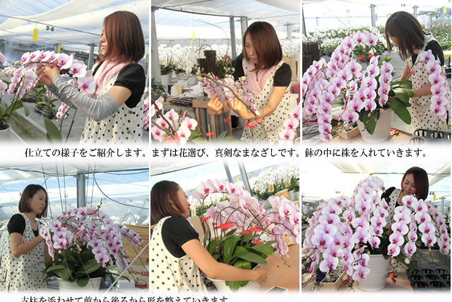 2012金賞受賞サクラヒメ 仕立ての様子