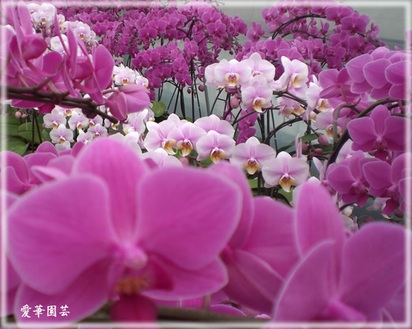 �Ӓ����̂��镗�i